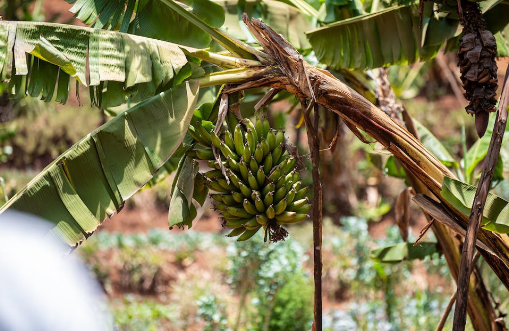 Bananenplanten in huis? Alles wat je moet weten!