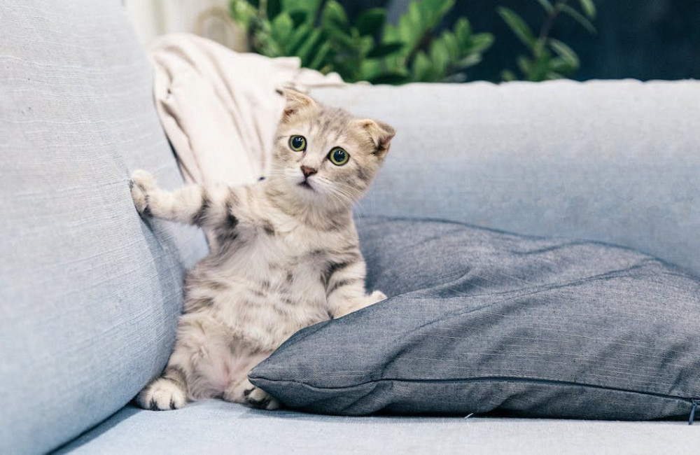 Dit is waarom goed kattenvoer de moeite waard is