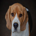 Nederlandse naam voor beagle: rasnaam, karakter en aanschaf