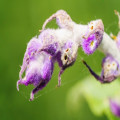 Salvia giftig voor katten