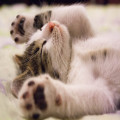 Waarom hebben katten een voorkeur voor bepaalde plekken om te slapen?