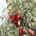 Wat betekent 'de appel valt niet ver van de boom' en waar komt het vandaan?