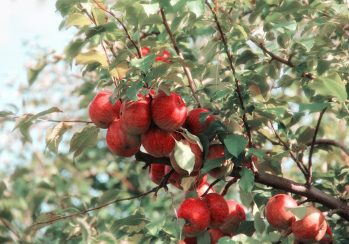 Wat betekent 'de appel valt niet ver van de boom' en waar komt het vandaan?