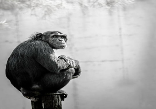 Wat betekent het spreekwoord 'de aap komt uit de mouw' en waar komt het vandaan?