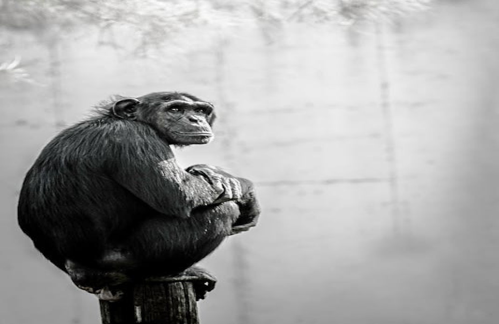 Wat betekent het spreekwoord 'de aap komt uit de mouw' en waar komt het vandaan?