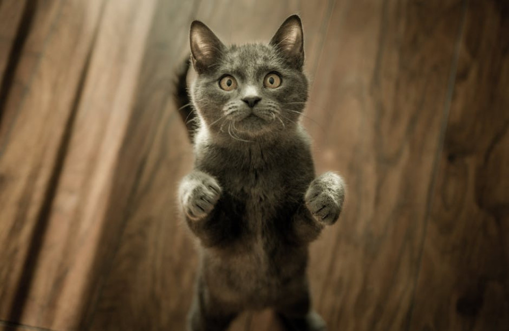 Hoe houd je jouw kat actief?